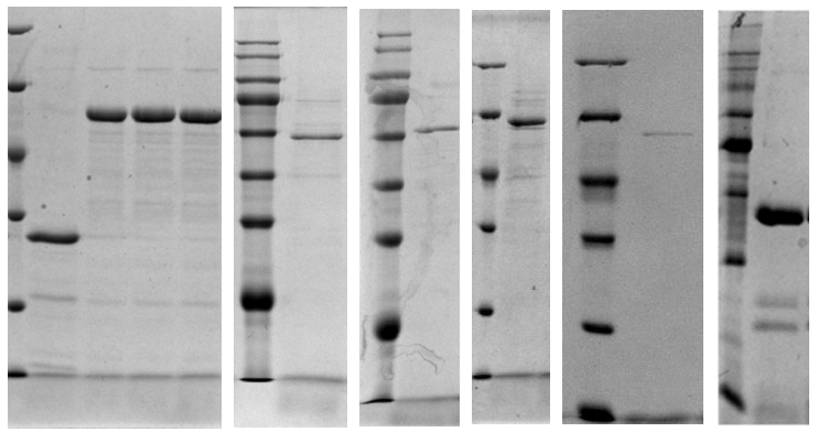 江苏尊龙凯时|生物医药|重组胶原蛋白|unicollagen